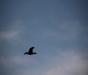 2014 04 20 MinnehahaFalls 007